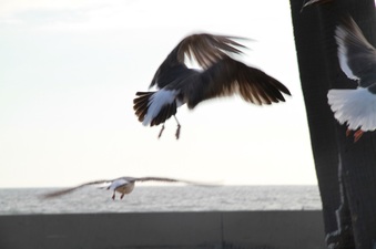 Enlarge photo 38