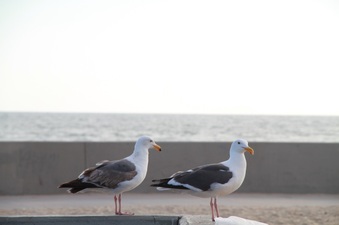 Enlarge photo 40