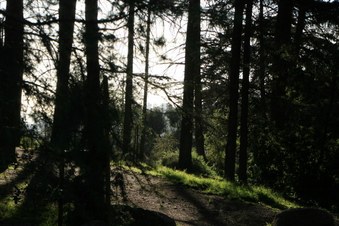 Enlarge photo 41
