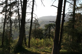 Enlarge photo 35