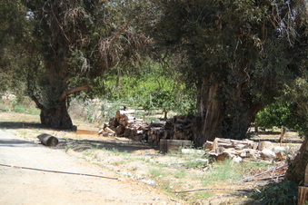 Enlarge photo 81