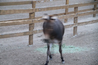 Enlarge photo 107