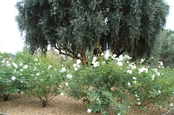 Enlarge photo 14