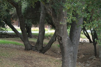 Enlarge photo 45