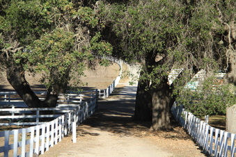 Enlarge photo 85