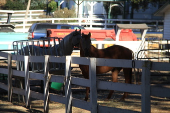 Enlarge photo 96