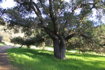 Enlarge photo 40