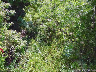 Enlarge photo 52