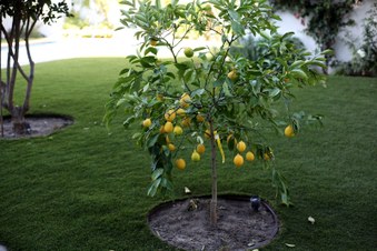 Enlarge photo 24
