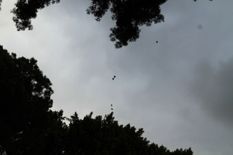 Enlarge photo 88