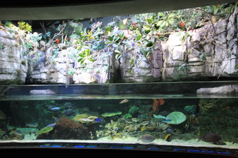 Enlarge photo 87