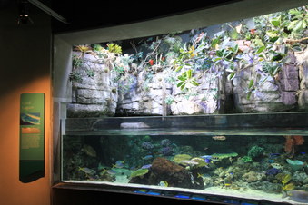 Enlarge photo 86