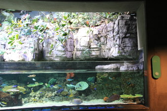 Enlarge photo 85