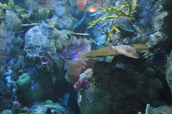 Enlarge photo 81