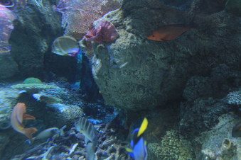 Enlarge photo 80