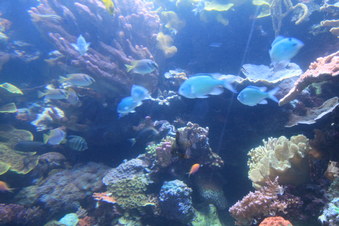 Enlarge photo 75