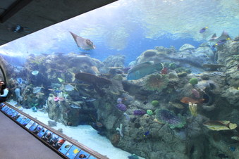 Enlarge photo 67