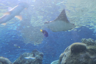 Enlarge photo 63