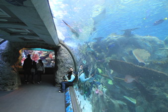 Enlarge photo 62