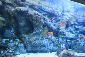 Enlarge photo 60
