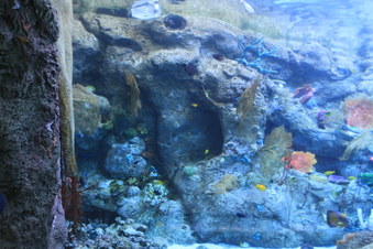 Enlarge photo 59