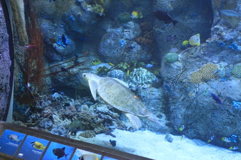 Enlarge photo 54