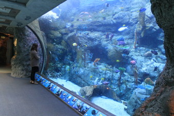 Enlarge photo 45