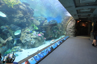 Enlarge photo 42