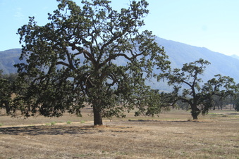 Enlarge photo 62