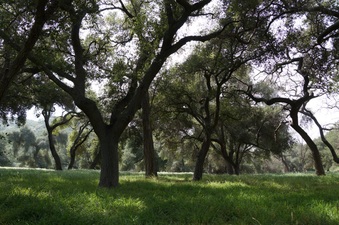 Ventura Farms