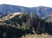 FOREST SERVICE ROAD LOOKOUT