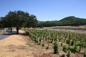 SADDLEROCK WINERY