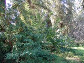 Enlarge photo 17