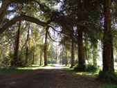 REDWOODS