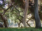 THE OAKS