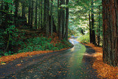 REDWOOD FOREST ROADS