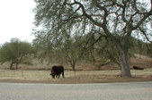 Enlarge photo 67