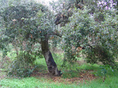 Enlarge photo 17