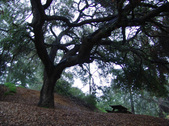 Enlarge photo 81