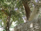 Enlarge photo 96