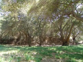 Enlarge photo 99