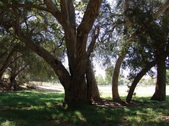 Enlarge photo 100