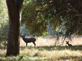Enlarge photo 79