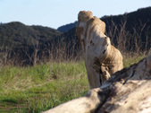 Enlarge photo 164