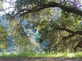 Enlarge photo 225