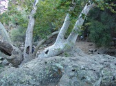 Enlarge photo 387