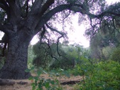Enlarge photo 415