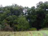 Enlarge photo 81