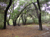 Enlarge photo 85