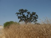 Enlarge photo 70